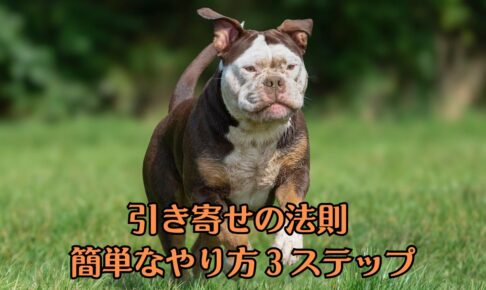 ぶすかわのフレンチブルドッグが草原を走っている