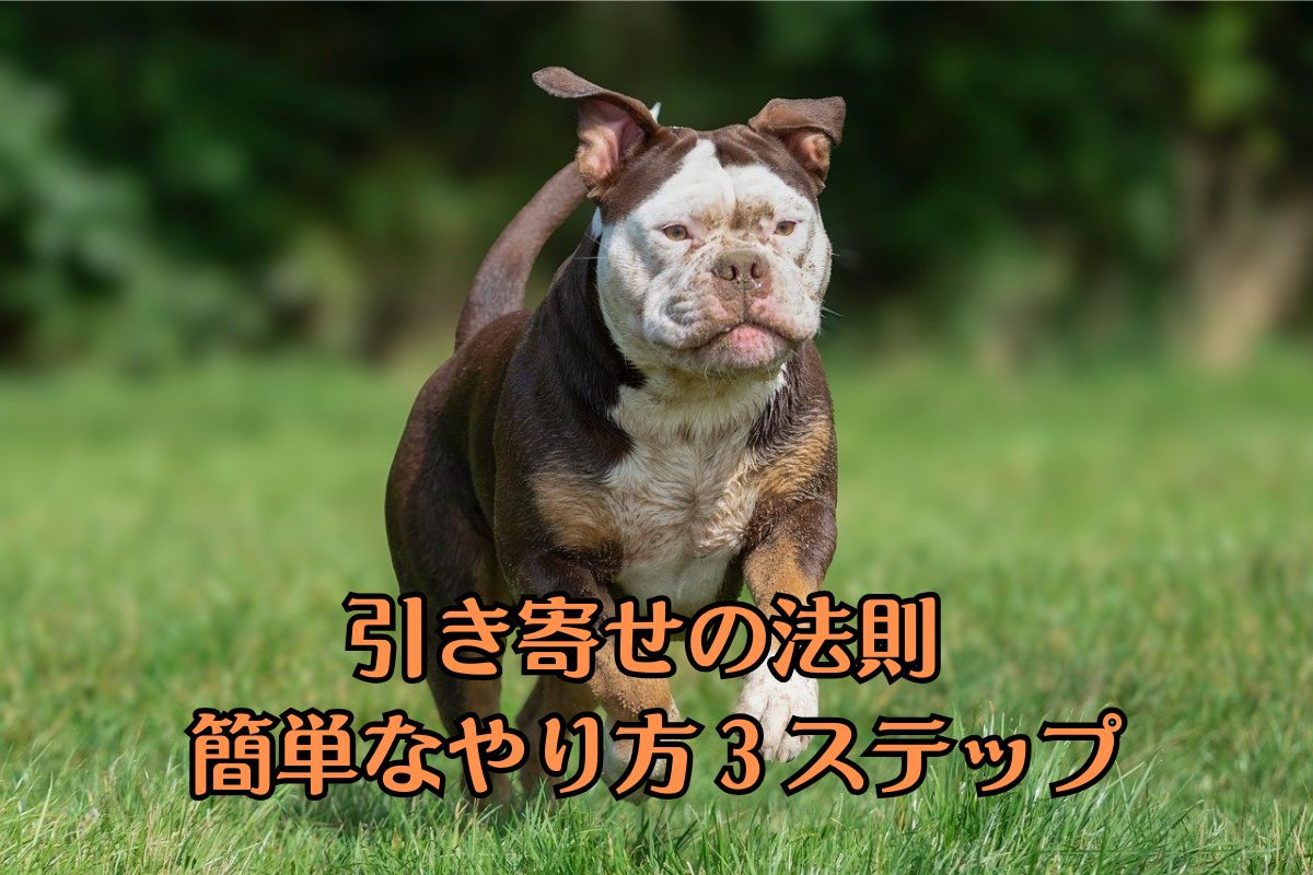 ぶすかわのフレンチブルドッグが草原を走っている