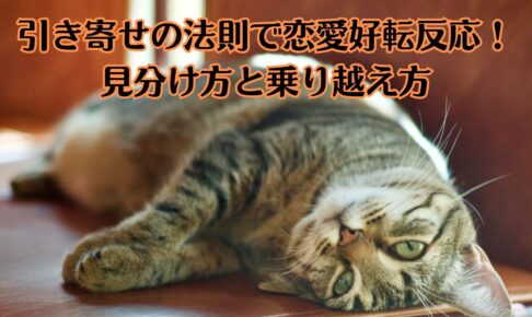 猫がだらっと寝ている。カメラ目線。
