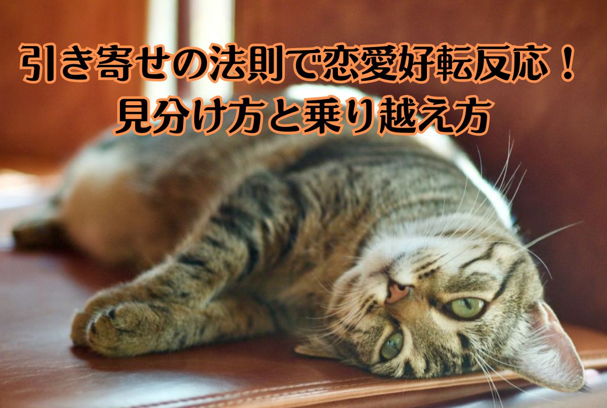 猫がだらっと寝ている。カメラ目線。