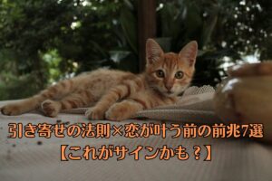 茶色の猫が寝転んでいる。びっくりして顔だけ、カメラ目線。