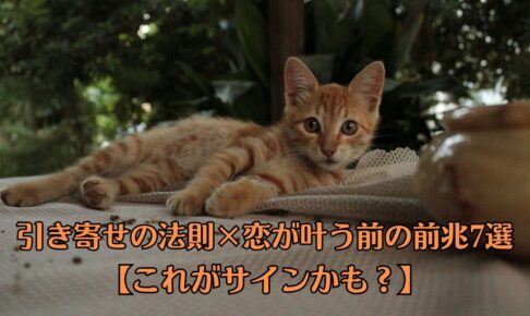 茶色の猫が寝転んでいる。びっくりして顔だけ、カメラ目線。