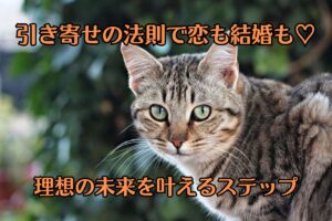 トラ猫がカメラ目線で、こちらを見ている