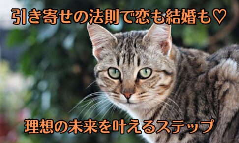 トラ猫がカメラ目線で、こちらを見ている