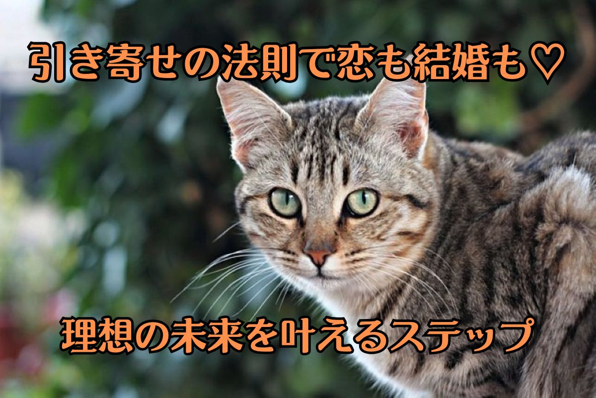 トラ猫がカメラ目線で、こちらを見ている