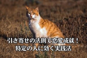 茶色のとら猫が黄金色の原っぱで黄昏ながら、遠くからこちらを見ている