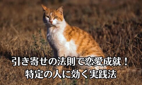 茶色のとら猫が黄金色の原っぱで黄昏ながら、遠くからこちらを見ている