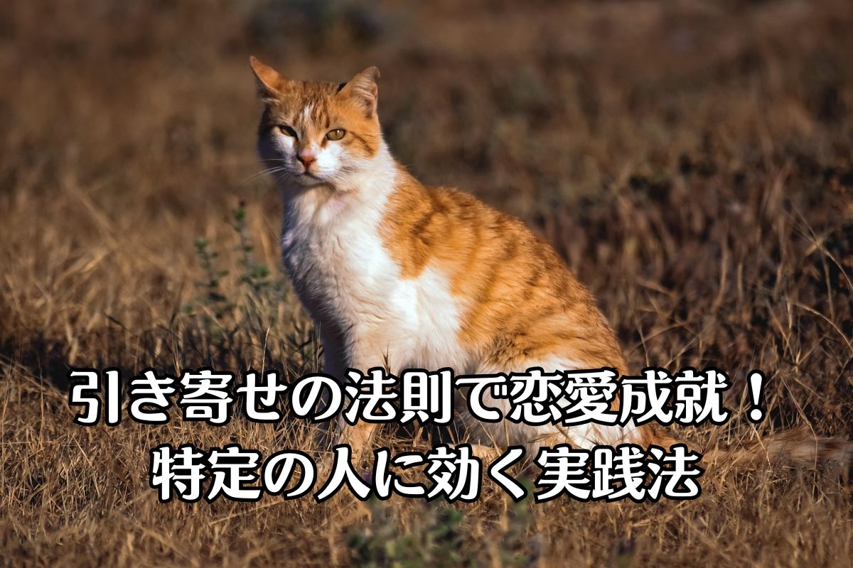 茶色のとら猫が黄金色の原っぱで黄昏ながら、遠くからこちらを見ている