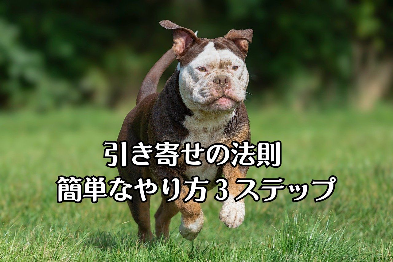 草原を走る、ブスかわのフレンチブルドッグ