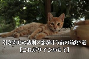 茶色のトラ猫が、のんびり寝ていたところに、ふと顔を上げて正面を見ている
