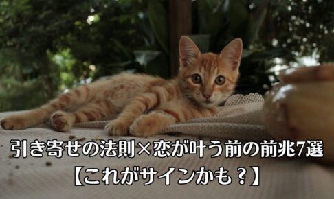 茶色のトラ猫が、のんびり寝ていたところに、ふと顔を上げて正面を見ている
