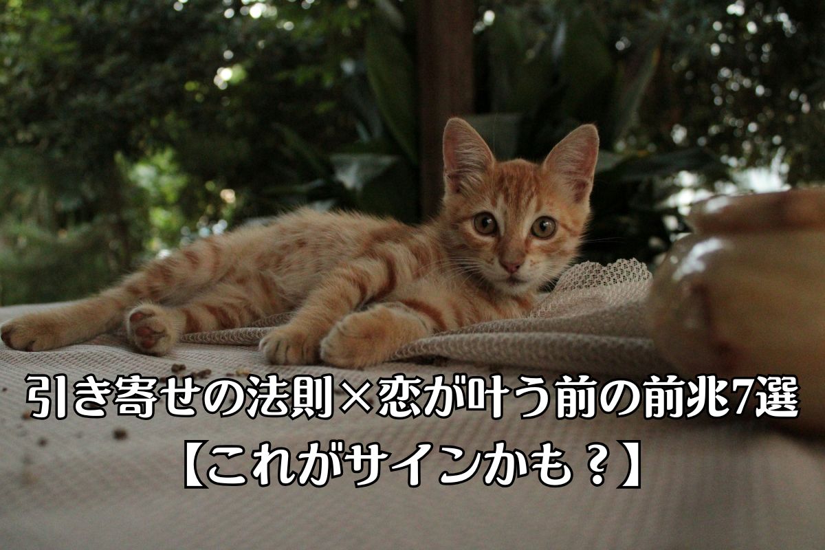 茶色のトラ猫が、のんびり寝ていたところに、ふと顔を上げて正面を見ている